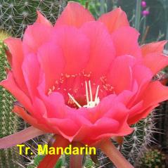 Tr. Mandarin.4.1.jpg 
